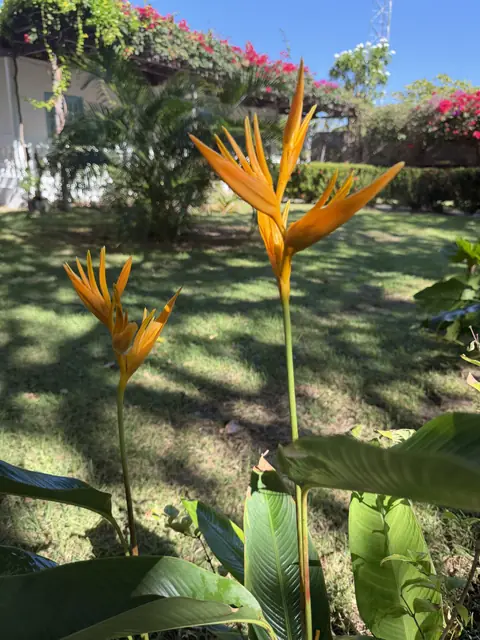 Jardim — Barra Beach House, Fortim